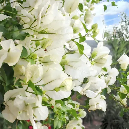 Charming House In With Pool Vakantiehuis