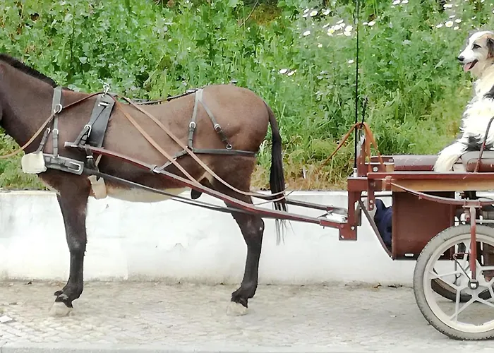 Charming House In With Pool